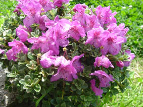 Rhododendron calostrotum ssp keleticum
